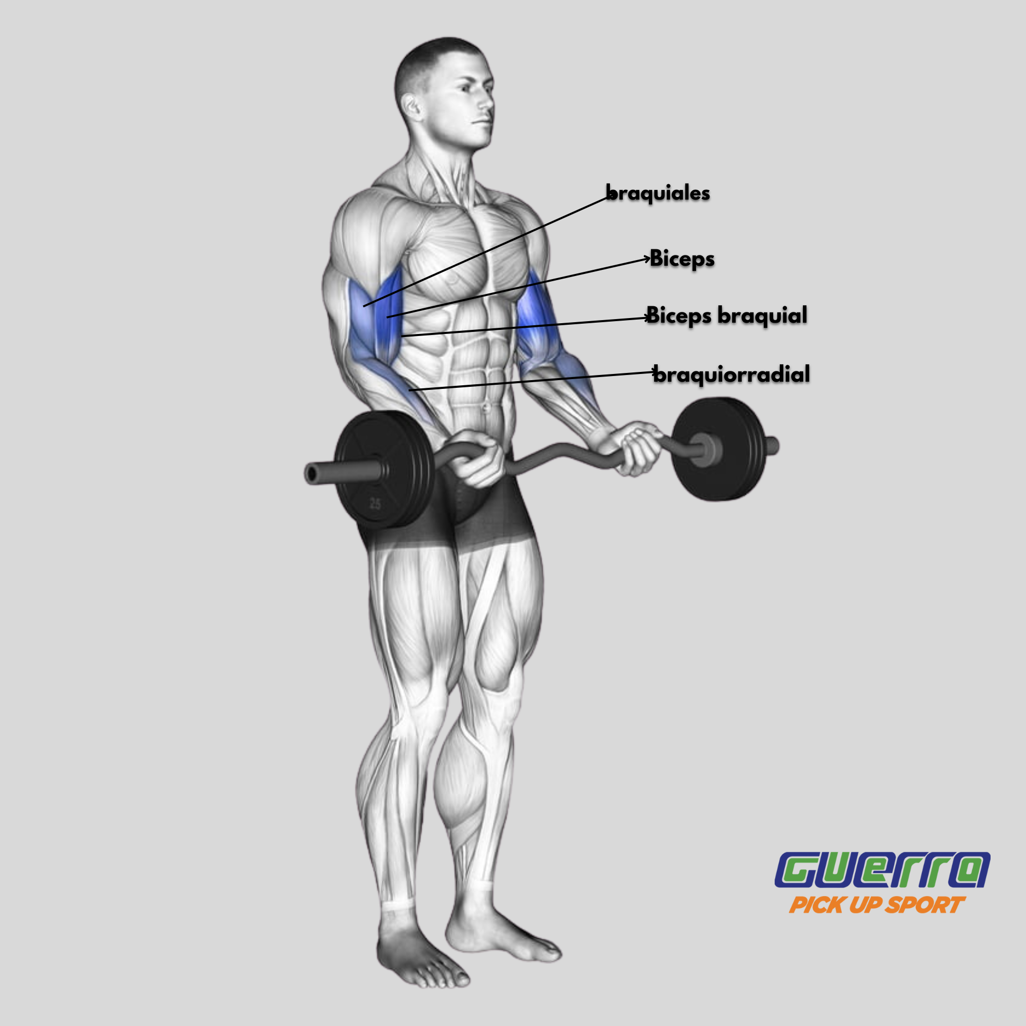 Set de 8 Discos de 5 kg Con Barra Z